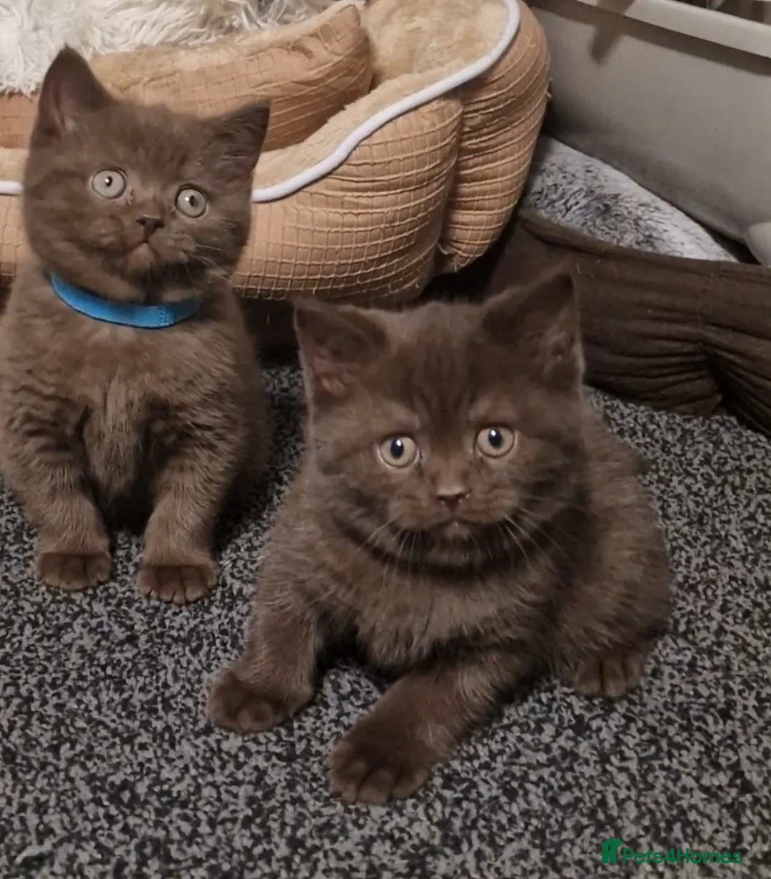 British Shorthair cats for sale: *RARE* Stunning Chocolate British Shorthairs! - Advert 2