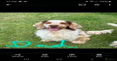Cocker Spaniel dogs - Advert 3