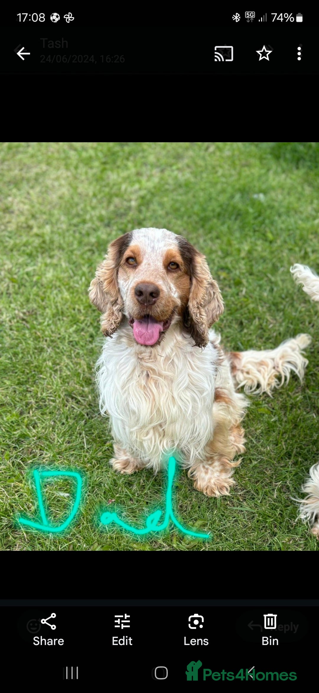 Cocker Spaniel dogs for sale: *Cocker spaniel puppys* - Image 2