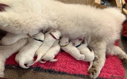 Samoyed dogs for sale: Beautiful Pure Breed Samoyed Puppies - Image 1