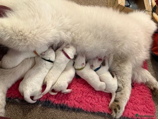 Samoyed dogs - Advert 2