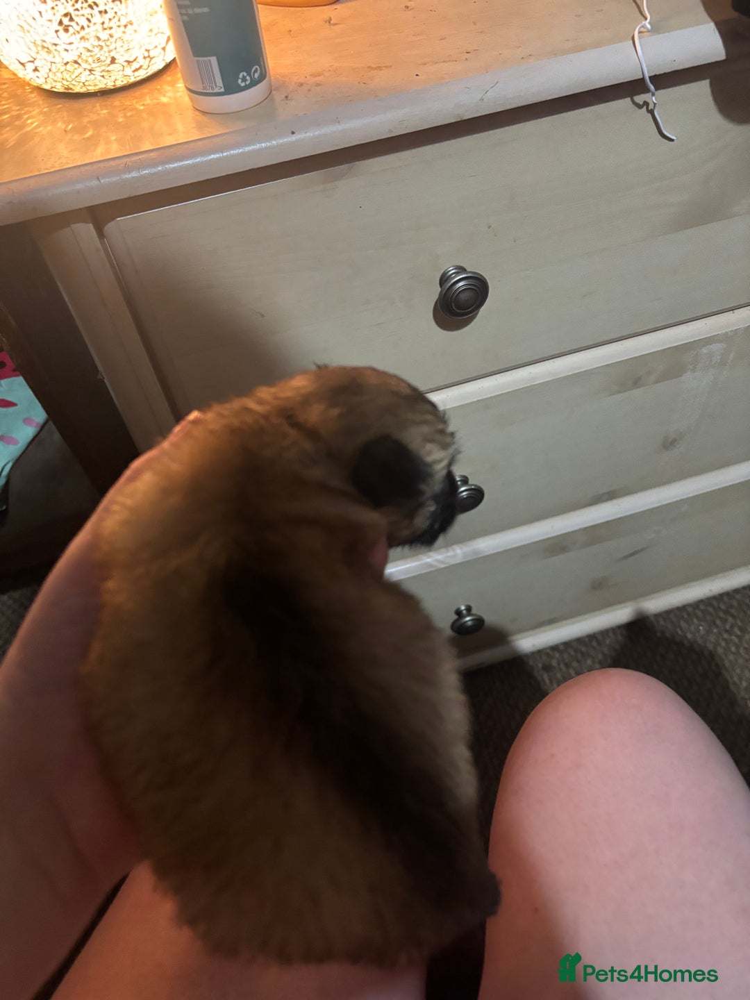 Chihuahua dogs for sale: Mixed litter of chihuahuas forsake  - Image 14