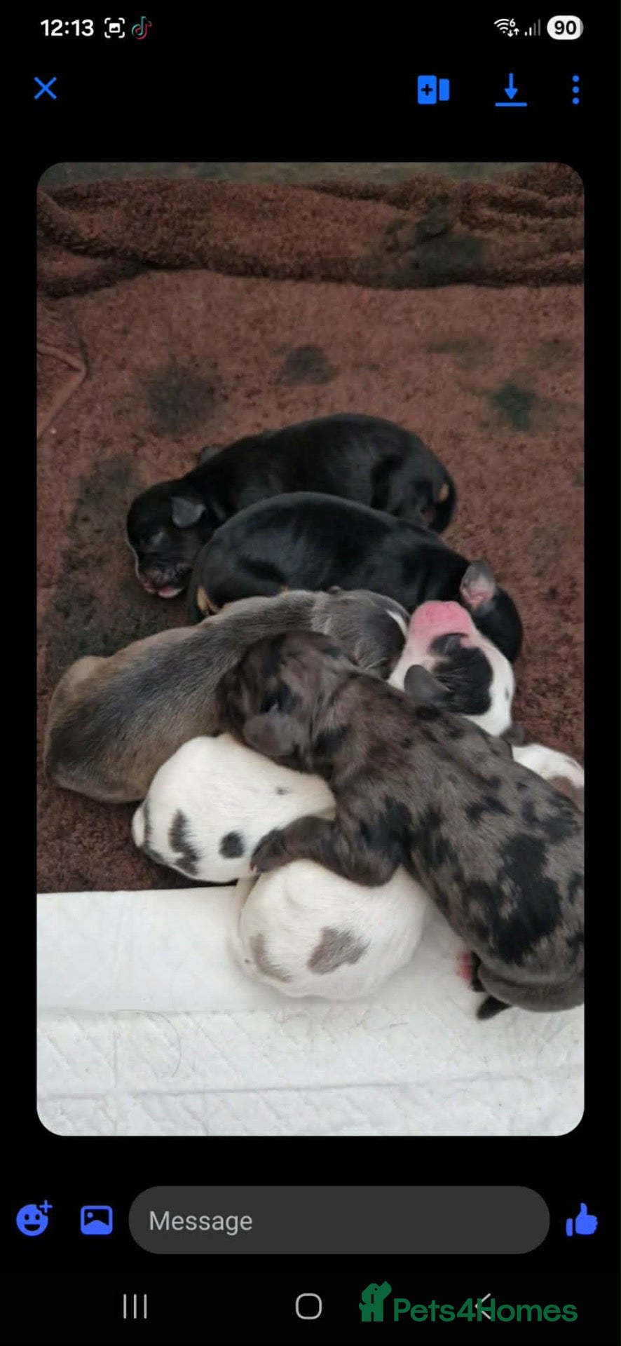 Cockalier dogs 2 x Cockalier puppies  - Advert 1