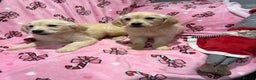 Golden Retriever dogs for sale: Stunning golden retriever pups  - Advert 12