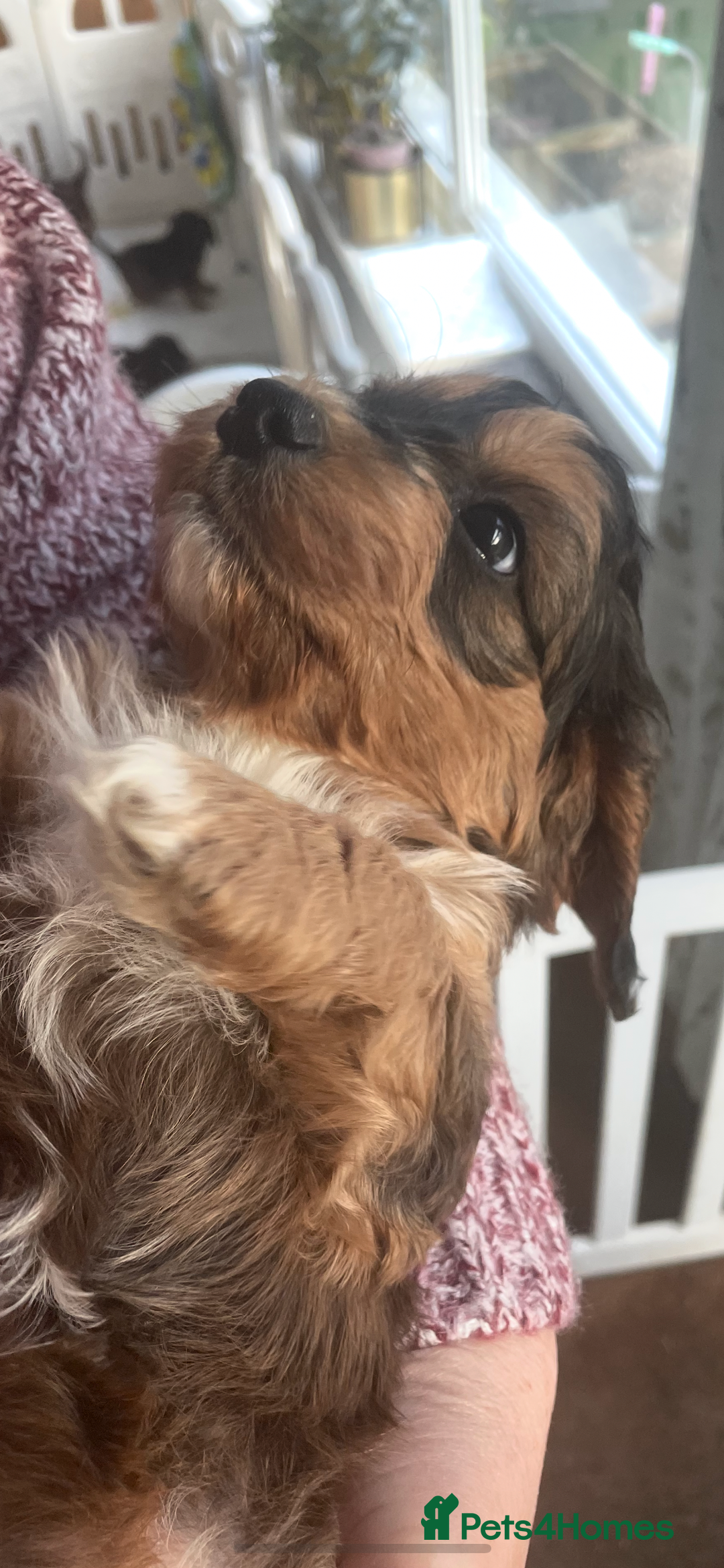 Miniature Poodle dogs for stud: Miniature poodle (stud only) - Advert 5