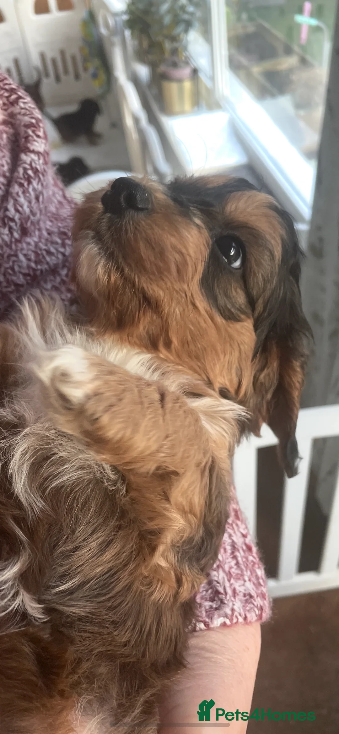 Miniature Poodle dogs for stud: Miniature poodle (stud only) DNA tested  - Advert 5