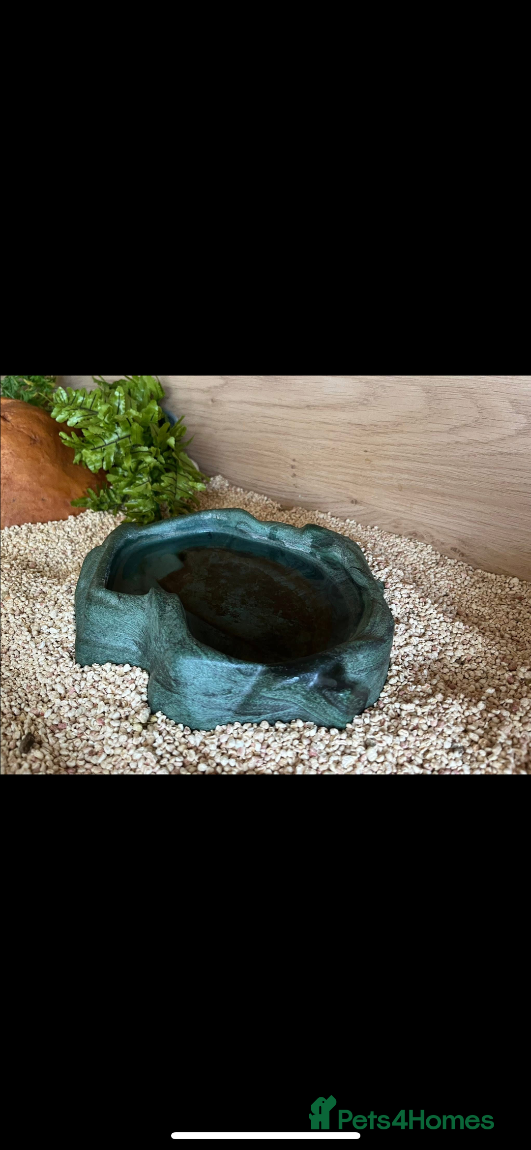Corn Snake reptiles for sale: Corn snake for sale  - Image 4