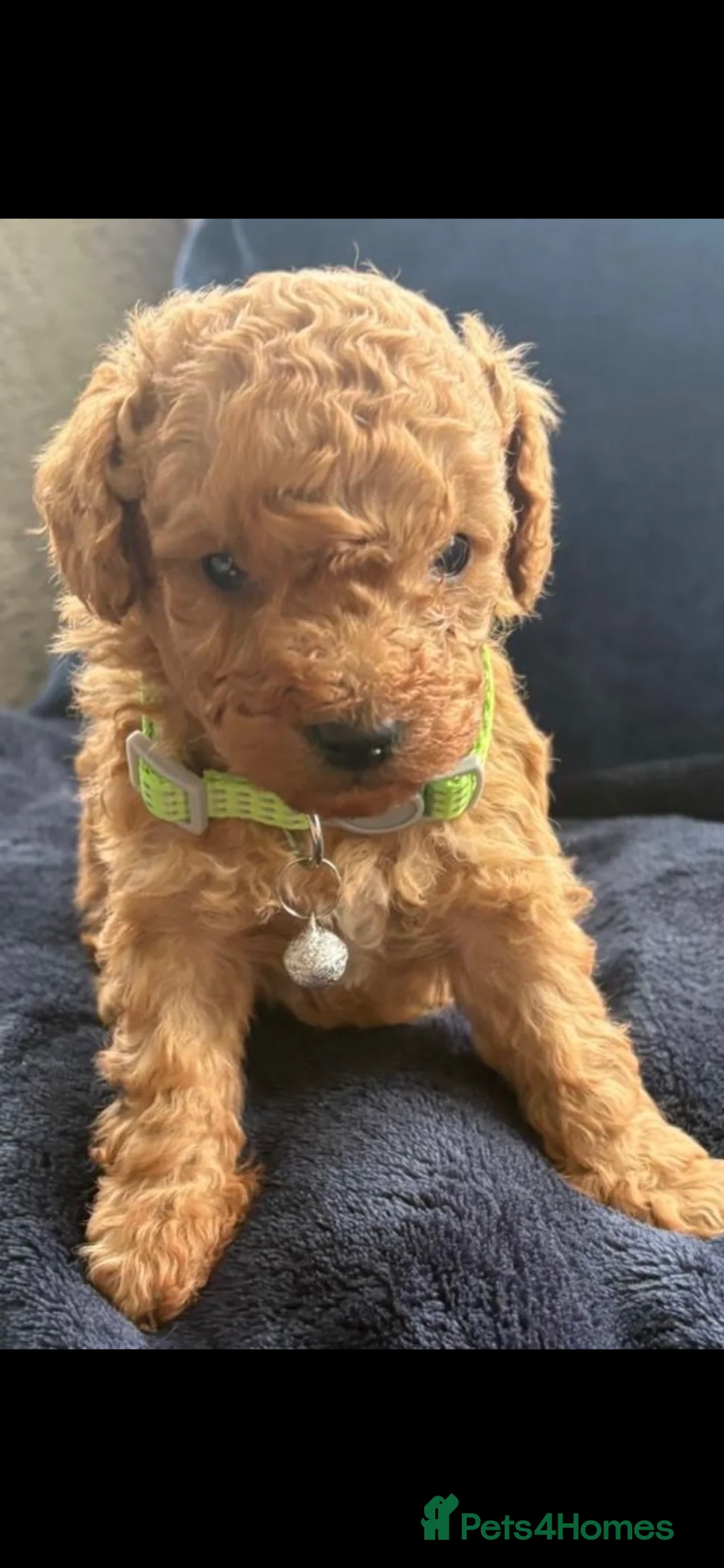 Toy Poodle dogs for sale: Stunning toy poodles  in Leeds - Advert 2