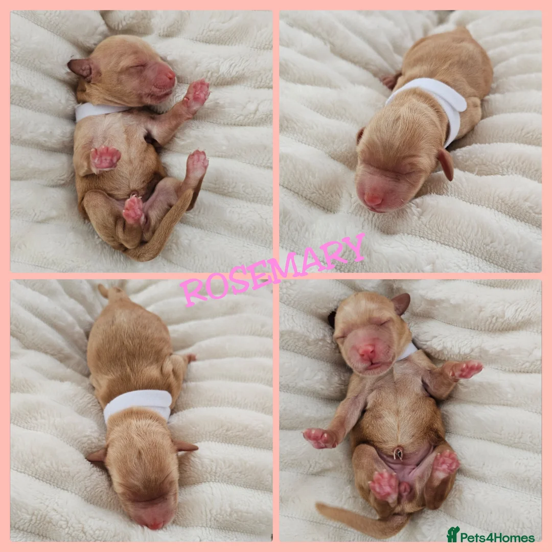 Australian Labradoodle dogs for sale: STUNNING LITTER OF AUSTRALIAN LABRADOODLES  - Advert 29