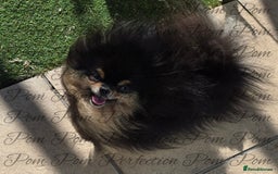 Pomeranian dogs for sale: Teddy Bear Pomeranian Puppies  - Image 9