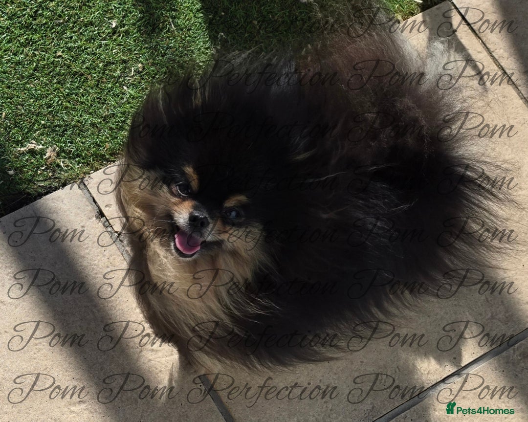 Pomeranian dogs for sale: Teddy Bear Pomeranian Puppies  - Image 9
