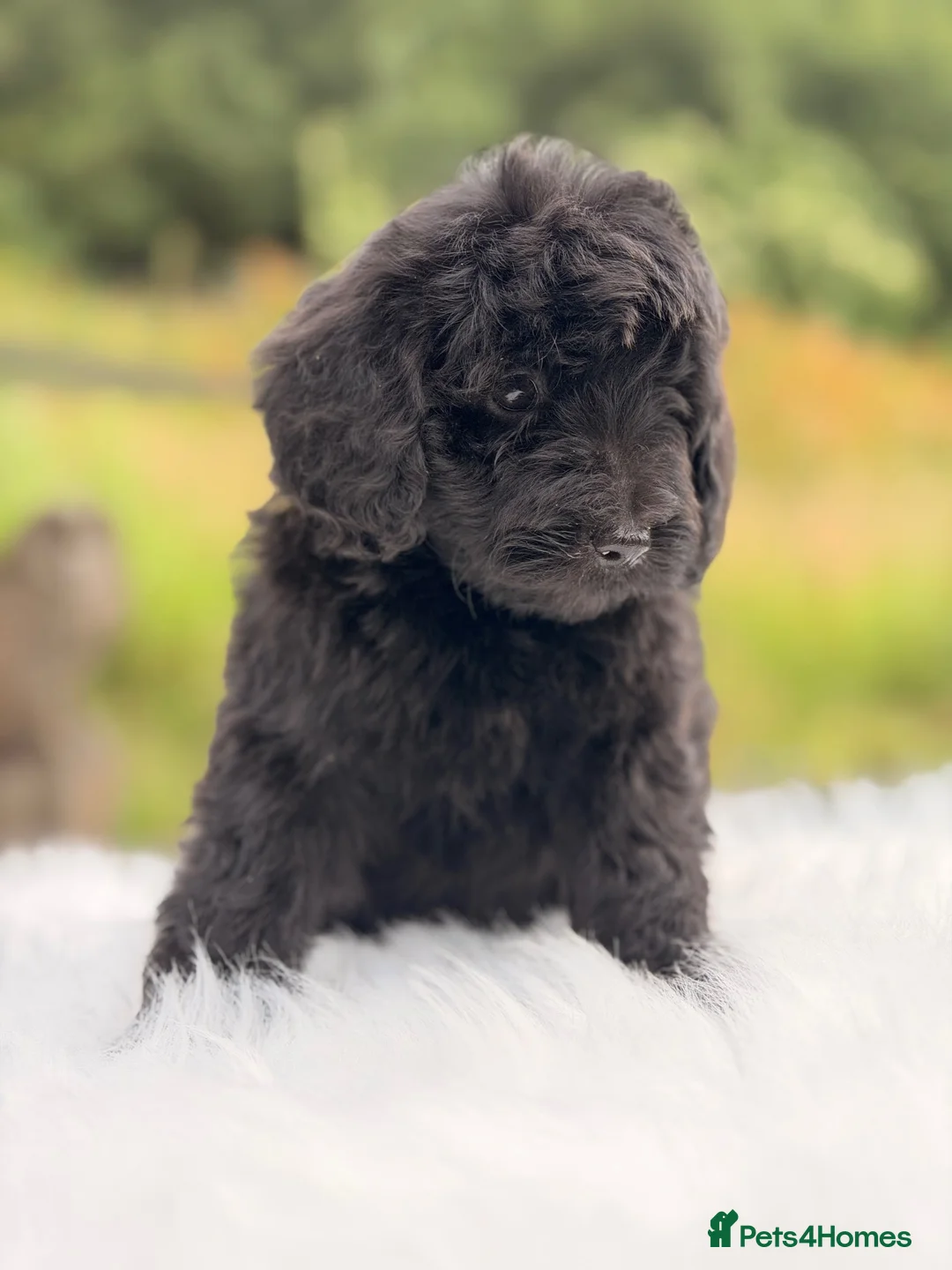Cavapoo dogs for sale: 2 boy cavapoo pups  in Tonypandy - Advert 3