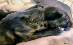 English Bull Terrier dogs for sale: ENGLISH BULL TERRIER,LITTER DUE 8TH OCTOBER  - Image 11