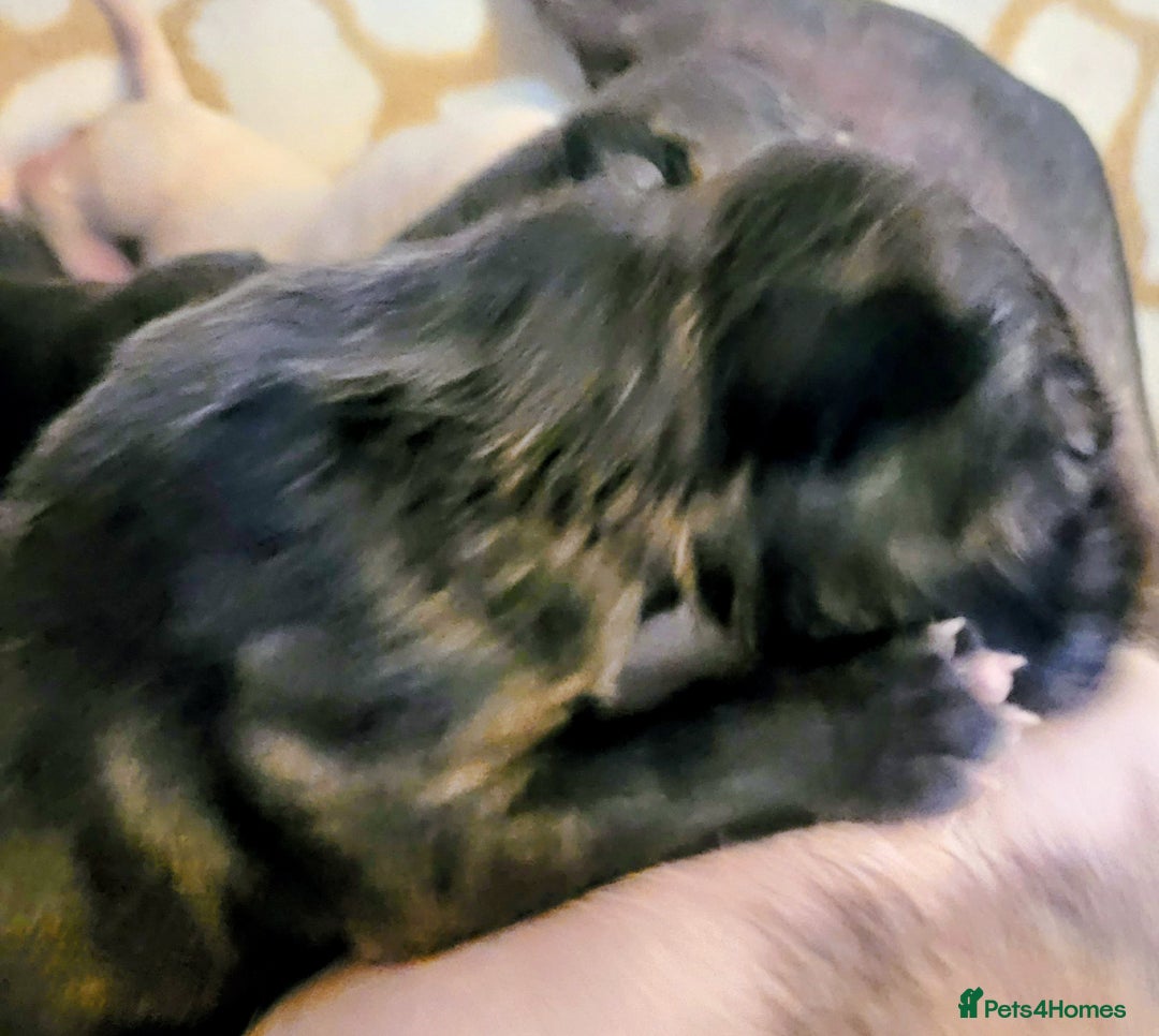 English Bull Terrier dogs for sale: ENGLISH BULL TERRIER,LITTER DUE 8TH OCTOBER  - Image 11