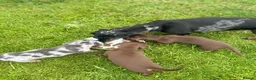 Miniature Dachshund dogs for sale: KC Registered miniature dachshund puppies  - Advert 7