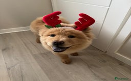 Chow Chow dogs for sale: ONE GIRL LEFT! Adorable Chow Chow Cubs 🐻  - Image 17