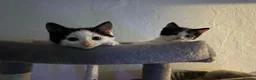 Mixed Breed cats for sale: Mix breed kittens - Advert 12