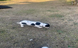 Jack Russell dogs for sale: 6 month old Jack Russel Bitch - Image 2