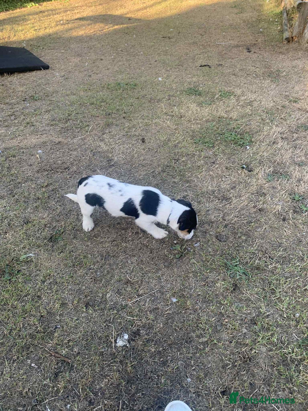 Jack Russell dogs for sale: 6 month old Jack Russel Bitch - Image 2