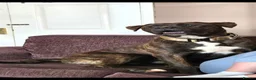 Mixed Breed dogs for sale: Rocco - Advert 2