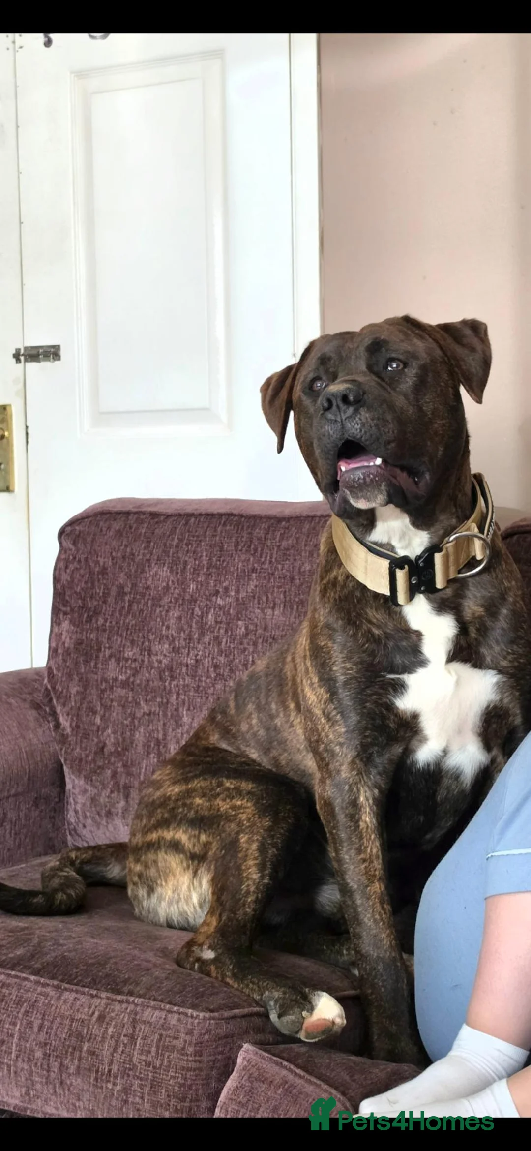 Mixed Breed dogs for sale: Rocco - Advert 2