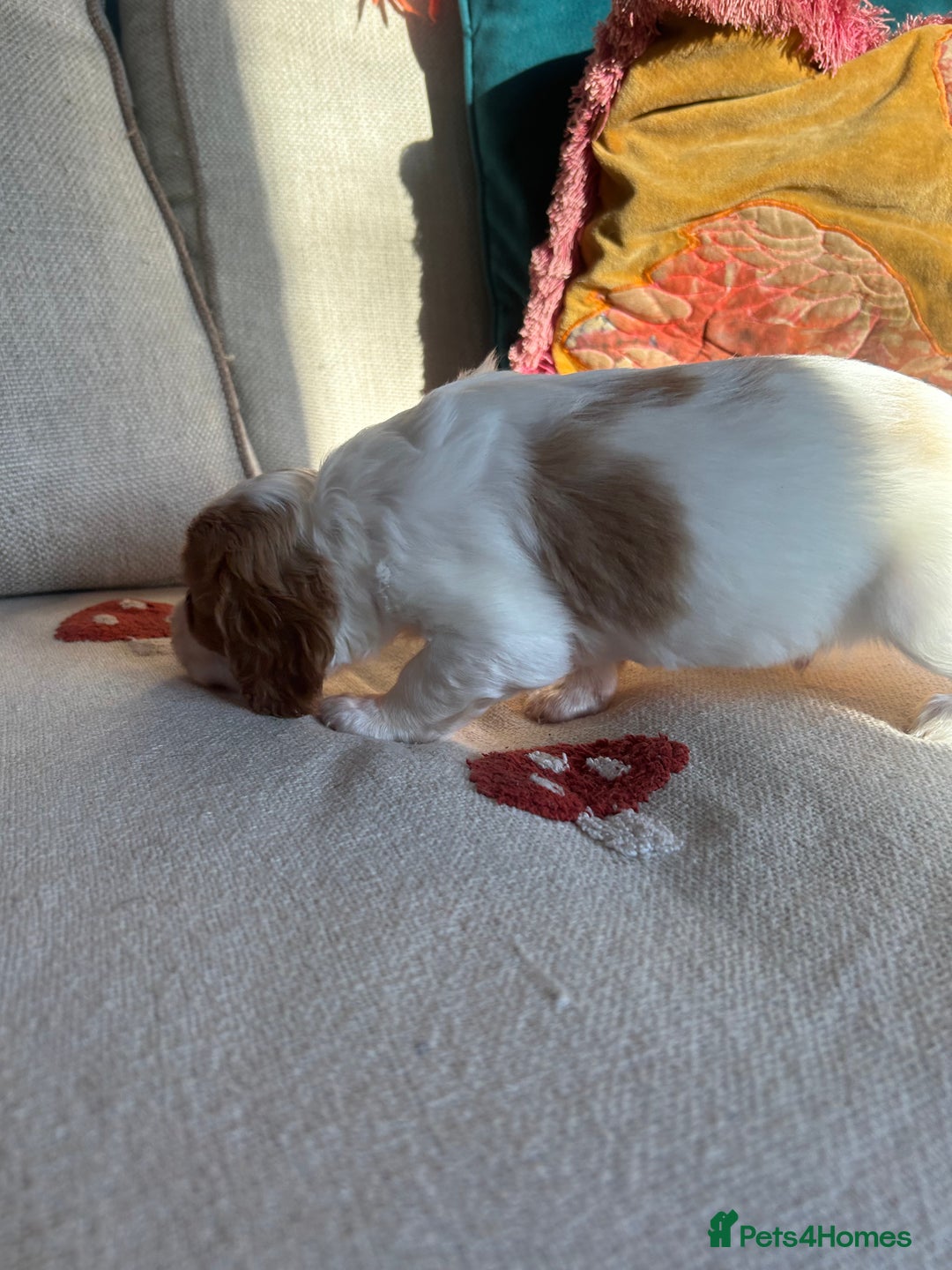 Cockalier dogs for sale: Beautiful Litter of Cavalier King Charles X Cocker - Advert 19