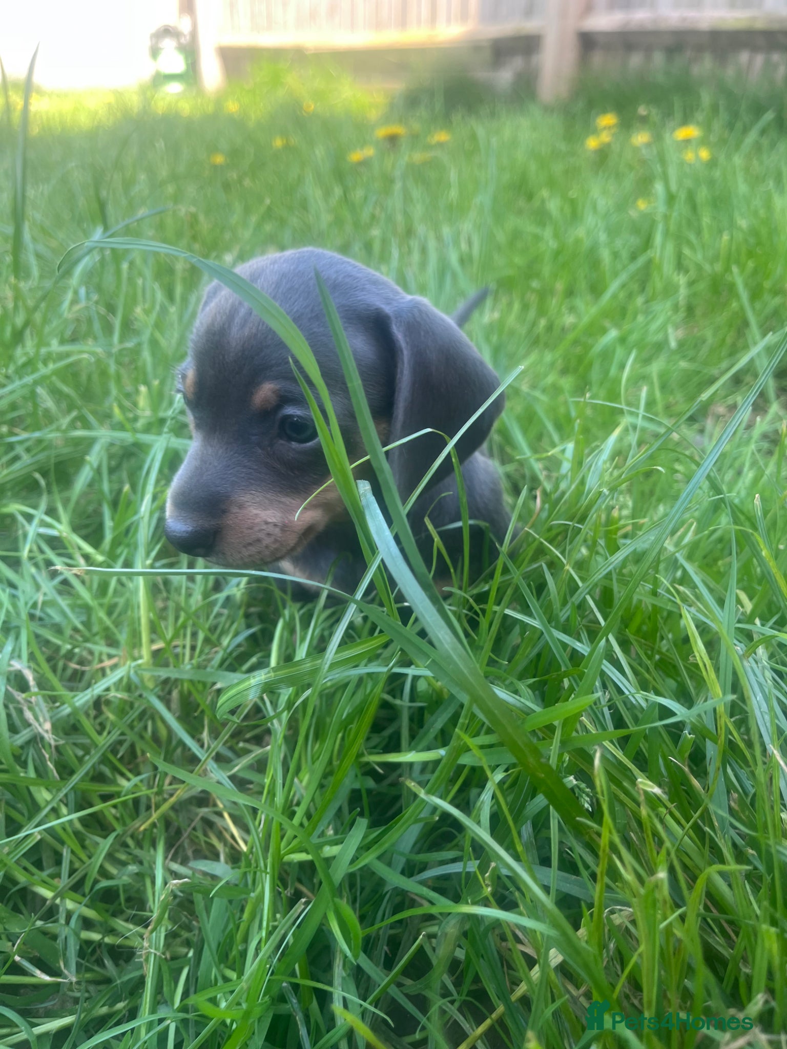 Dachshund dogs 1 BOY 1 GIRL LEFT - Beautiful dachshunds - Advert 16