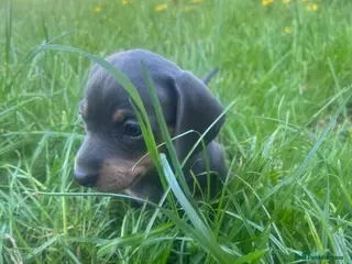 Dachshund dogs 1 GIRL LEFT - Beautiful dachshunds - Advert 19