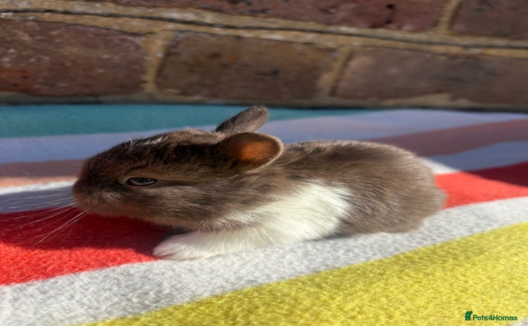 Netherland Dwarf rabbits Sweet Netherland Dwarf bunnies  - Advert 1