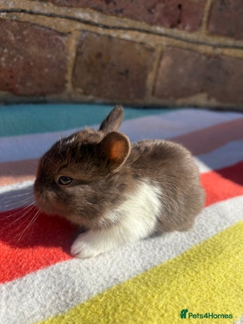 Netherland Dwarf rabbits Sweet Netherland Dwarf bunnies - Advert 1