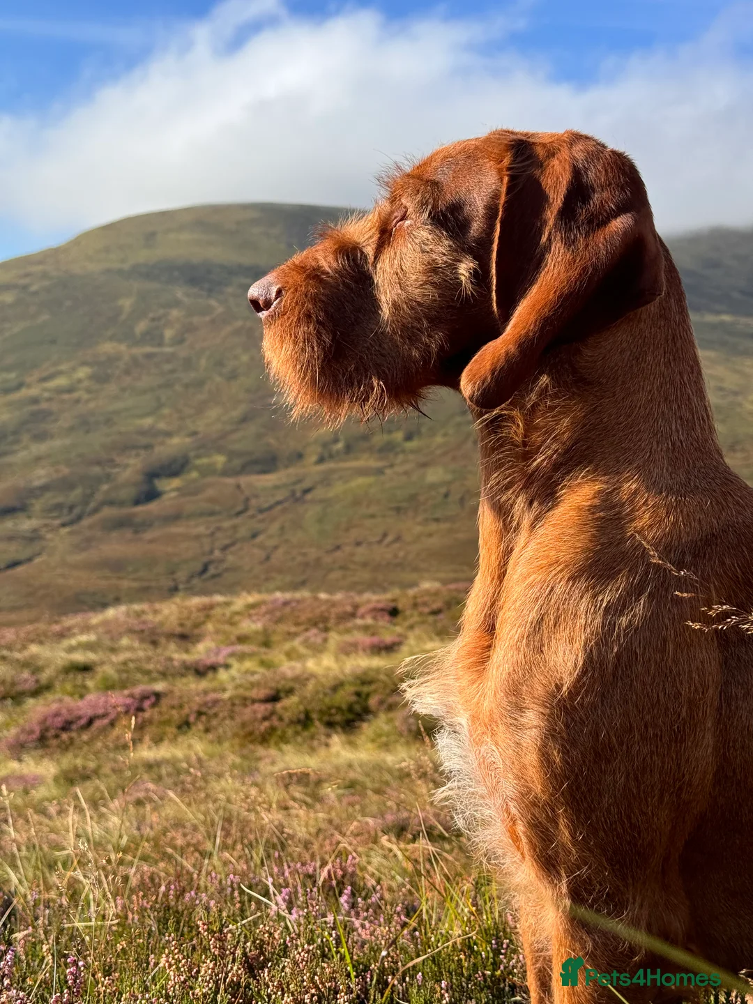 Hungarian Vizsla dogs for stud: Hungarian Wirehaired vizsla stud  in Inverness - Advert 3