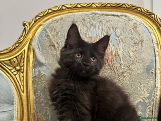 Maine Coon cats Maine Coon Kittens with Elite Heritage 🌟🌟🌟🌟🌟 - Advert 1