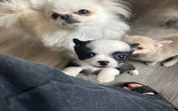 Chihuahua dogs for sale: READY NOW chihuahua x Pom puppies  - Image 5