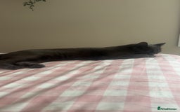 British Shorthair cats for sale: Beautiful grey female cat - Image 3