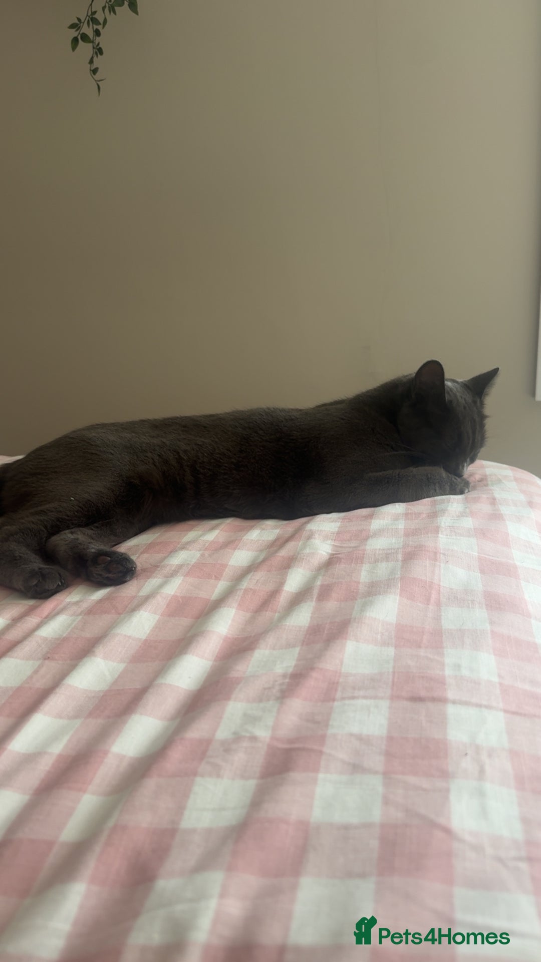 British Shorthair cats for sale: Beautiful grey female cat - Image 3