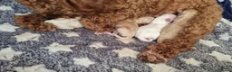 Maltipoo dogs for sale: 🐶Miniature Maltipoo,looking for Furever homes🏡  - Advert 7