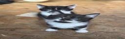 Mixed Breed cats for sale: Little kittens ❤️ - Advert 11