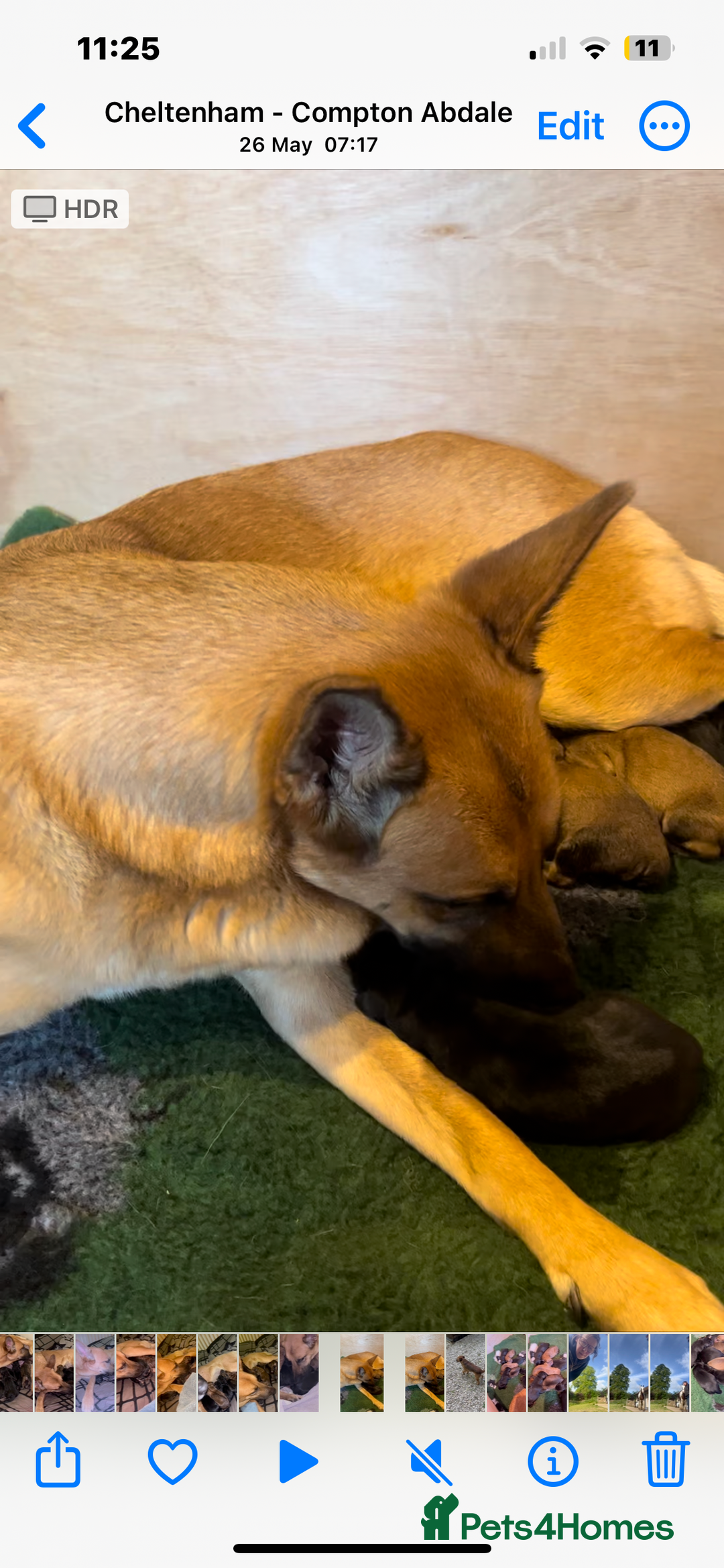 Belgian Shepherd Dog dogs for sale: Stunning litter of Belgium Malinois X Dobermann  - Image 10