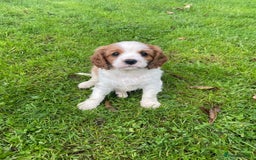 Cavalier King Charles Spaniel dogs for sale: Beautiful Cavalier King Charles KC Registered Pups - Image 2