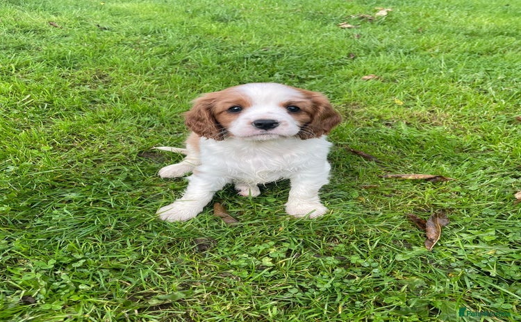 Cavalier King Charles Spaniel dogs - Advert 7