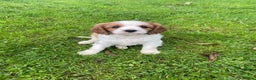 Cavalier King Charles Spaniel dogs for sale: Beautiful Cavalier King Charles KC Registered GIRL - Advert 1