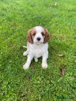 Cavalier King Charles Spaniel dogs - Advert 5