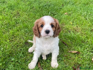 Cavalier King Charles Spaniel dogs - Advert 3