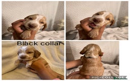 Cocker Spaniel dogs for sale: 🐶 Beautiful Show Cocker Spaniel Puppies 🐾 - Image 5