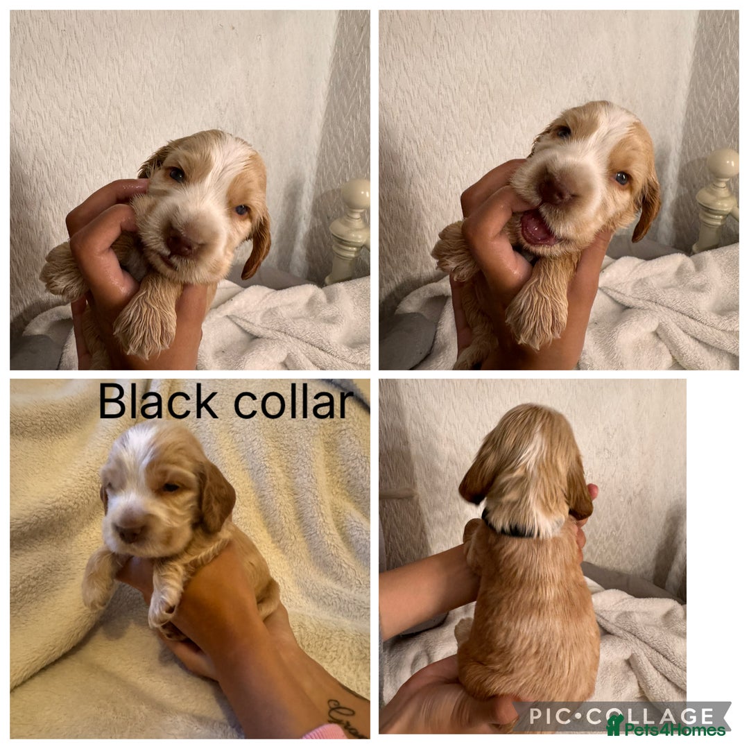 Cocker Spaniel dogs for sale: 🐶 Beautiful Show Cocker Spaniel Puppies 🐾 - Image 5