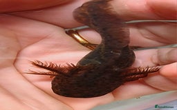 Axolotl reptiles for sale: Axolotls  - Image 19
