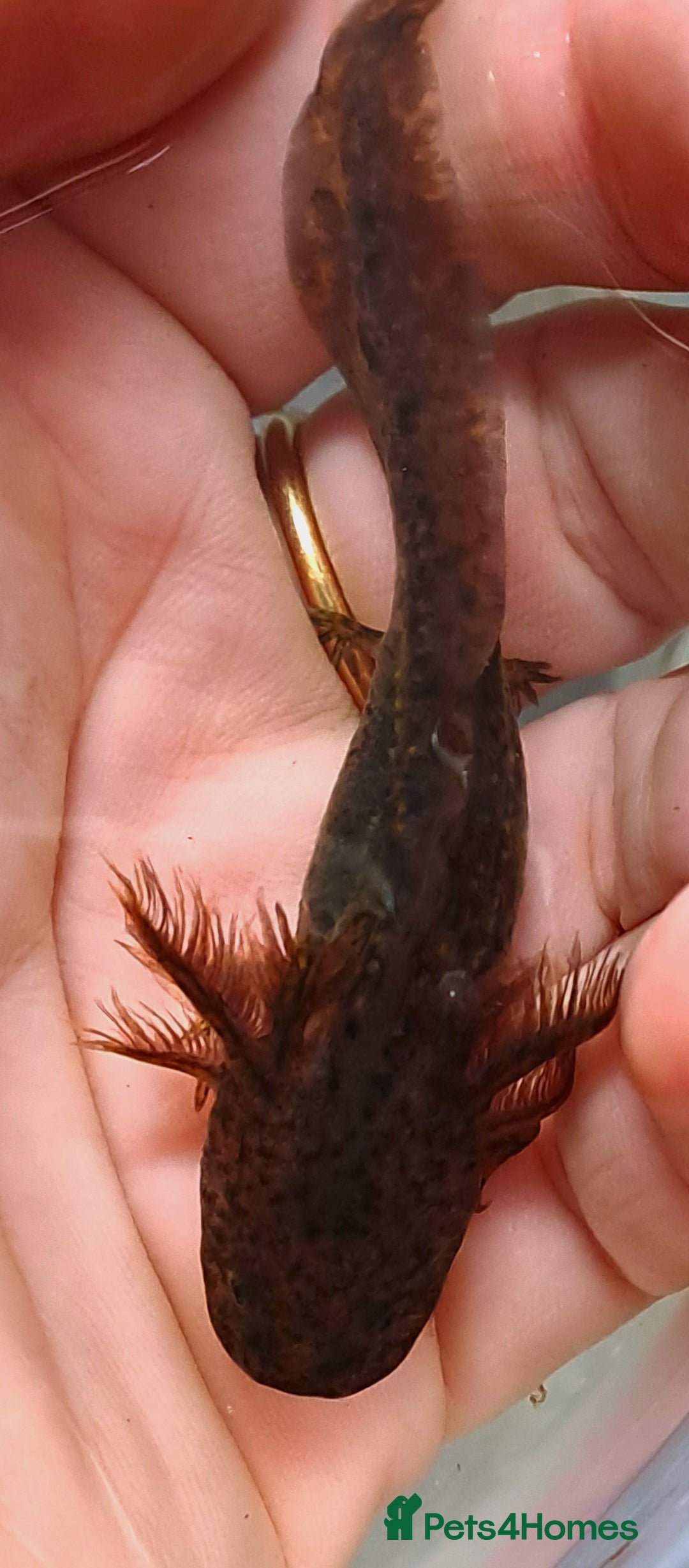 Axolotl reptiles for sale: Axolotls  - Image 19
