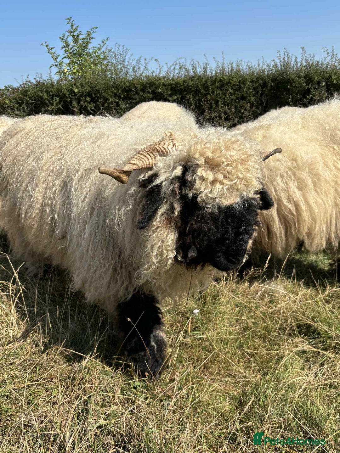 Sheep livestock for sale: Pedigree registered Valais Blacknose ewes - Advert 10