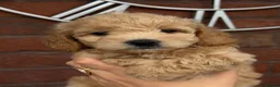 Cavapoochon dogs for sale: Lovely puppies looking for good home  - Advert 20