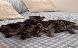British Shorthair cats for sale: 6 Adorable Kittens for Sale - Image 1